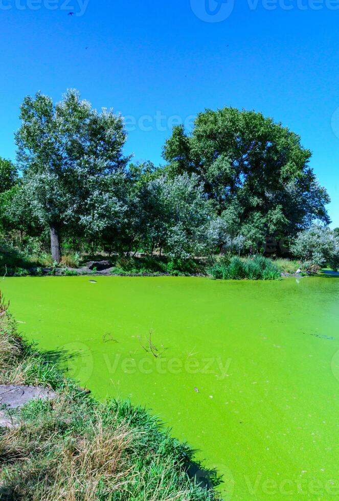 Aquatic plants floating on the surface of the water duckweed Lemna and Wolffia in a stagnant pond photo