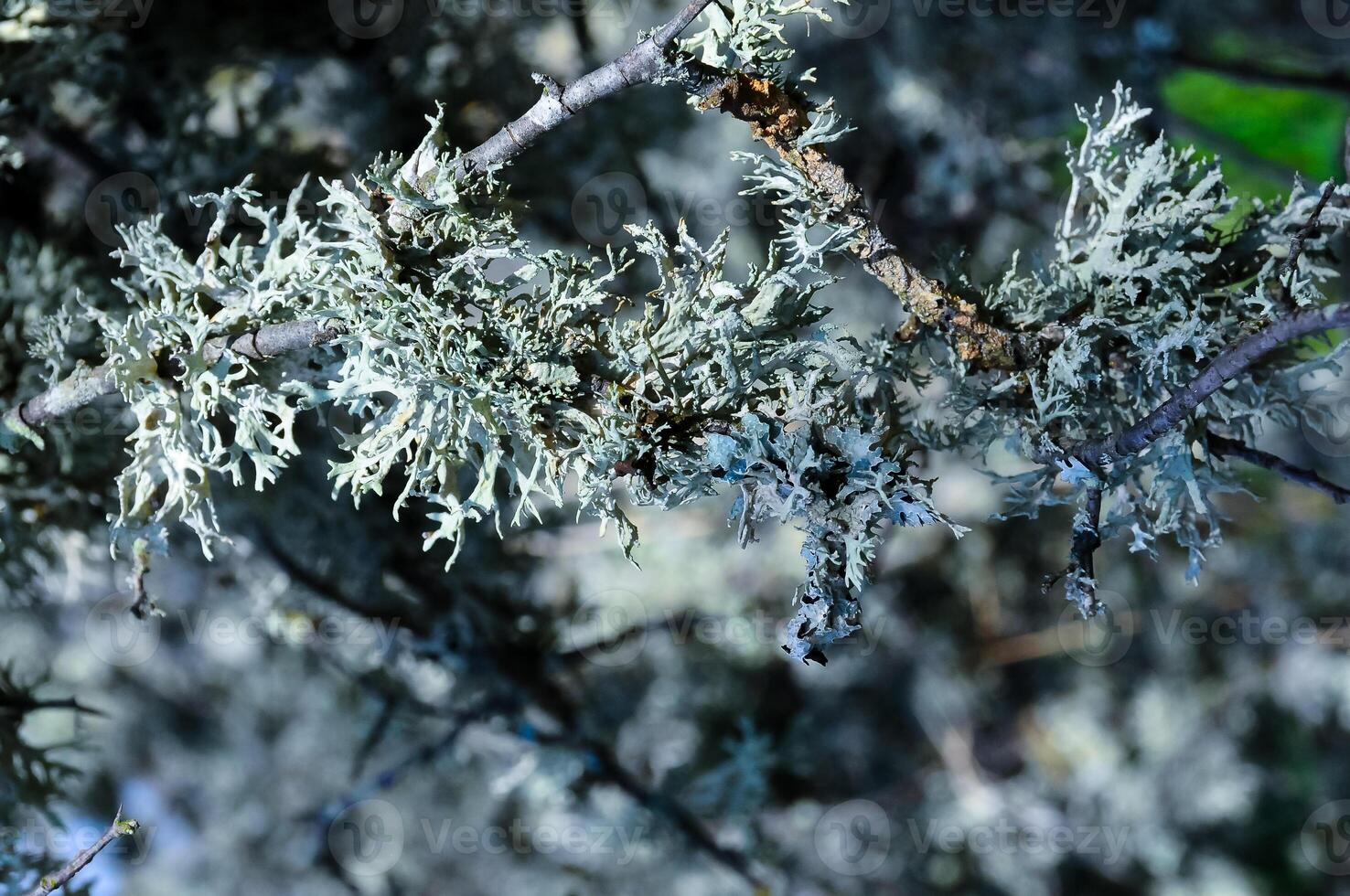 Lichens on tree branches in a valley near the ancient volcano Karadag photo