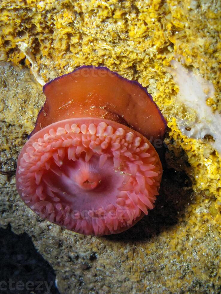 Beadlet anemone Actinia equina, sea anemone at night on the wall of an underwater cave, Black Sea, Crimea photo