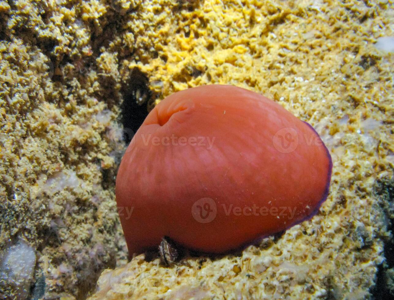 Beadlet anemone Actinia equina, sea anemone at night on the wall of an underwater cave, Black Sea, Crimea photo