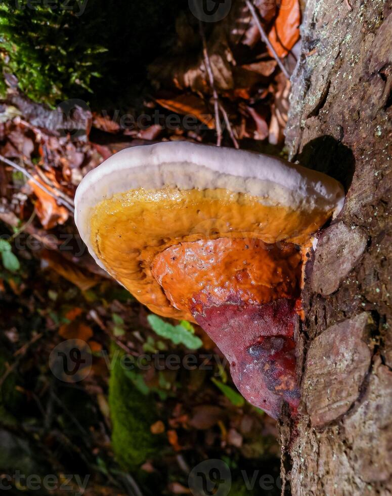 Fomitopsis pinicola -non-edible mushroom on a rotten tree trunk in a forest near the Ivano-Frankivsk region, Ukraine photo