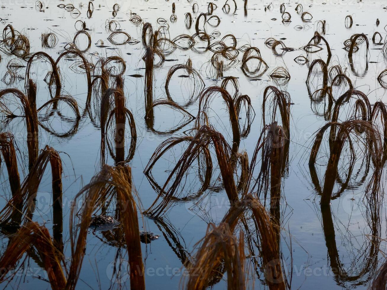 Rotten remains of corn stalks on a flooded field in the evening at sunset photo
