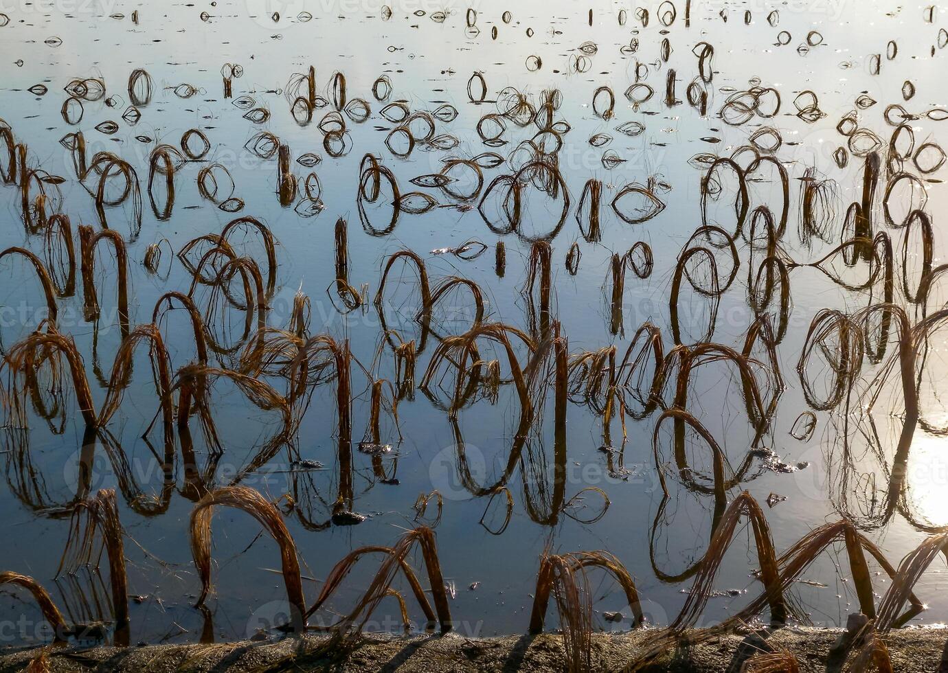 Rotten remains of corn stalks on a flooded field in the evening at sunset photo
