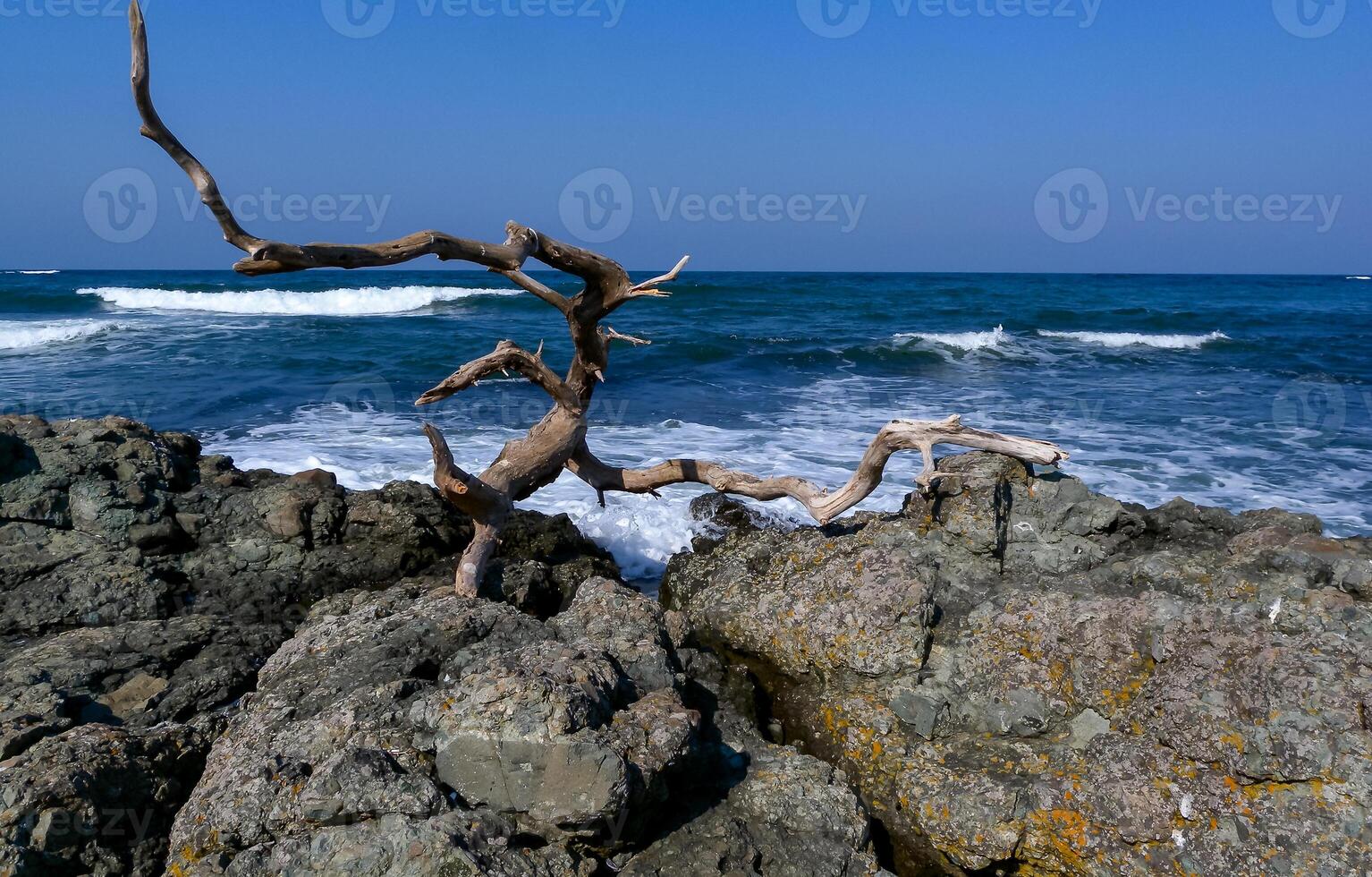 Seascape, dry tree on stones on the Black Sea coast, Bulgaria photo