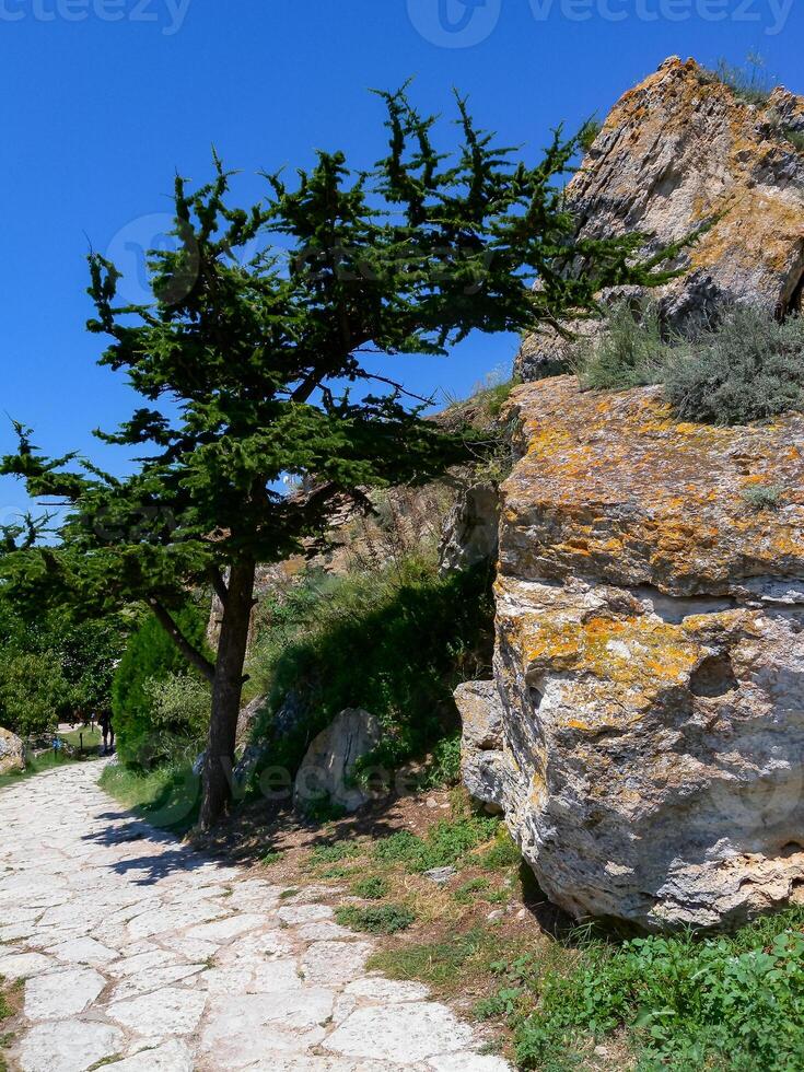 Coniferous tree bent in the wind on the shell rocks of Cape Kaliakra, Bulgaria photo