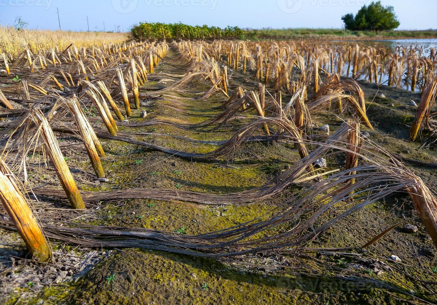 Rotten remains of corn stalks on a flooded field in the evening at sunset photo
