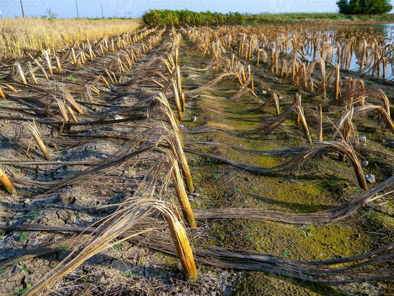 Rotten remains of corn stalks on a flooded field in the evening at sunset photo