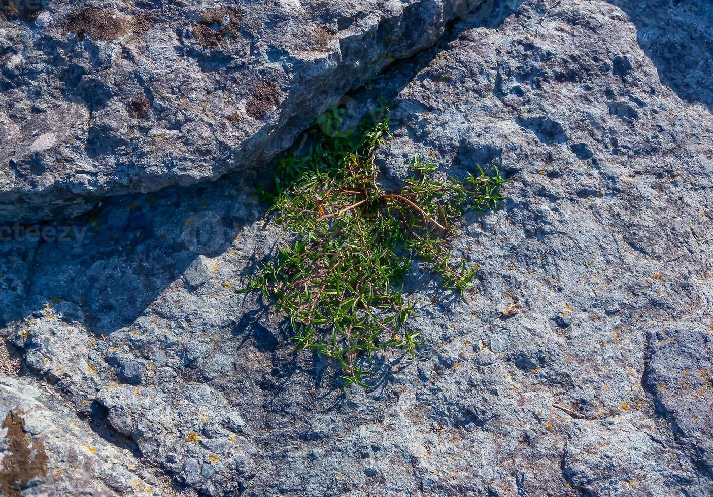 Plant growing on bare rocks on a rocky shore near the Black Sea near Sozopol, Bulgaria photo