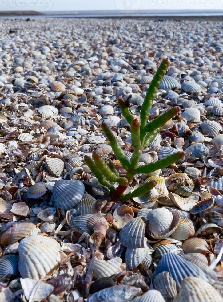 The dried-up bottom of a reservoir covered with dry mud and shells of bivalve mollusks photo