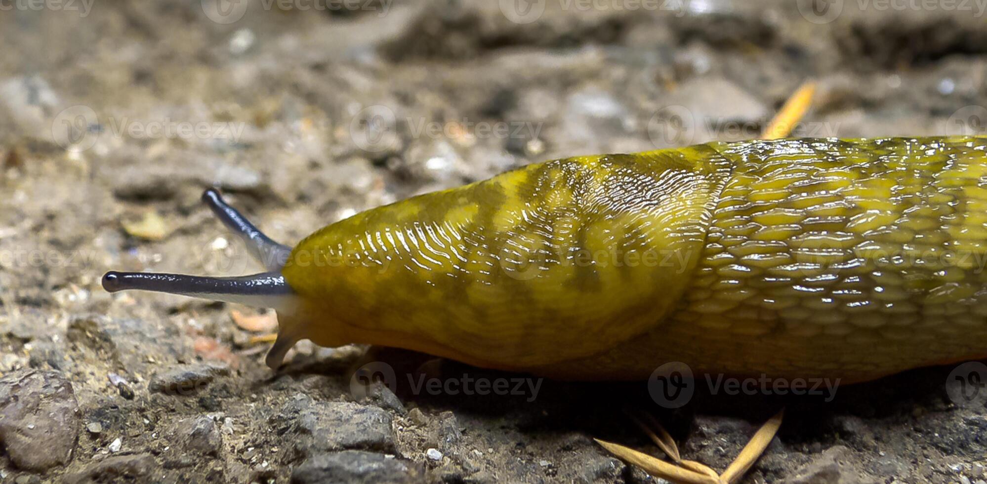Slug, or land slug crawls at night after rain in search of food photo