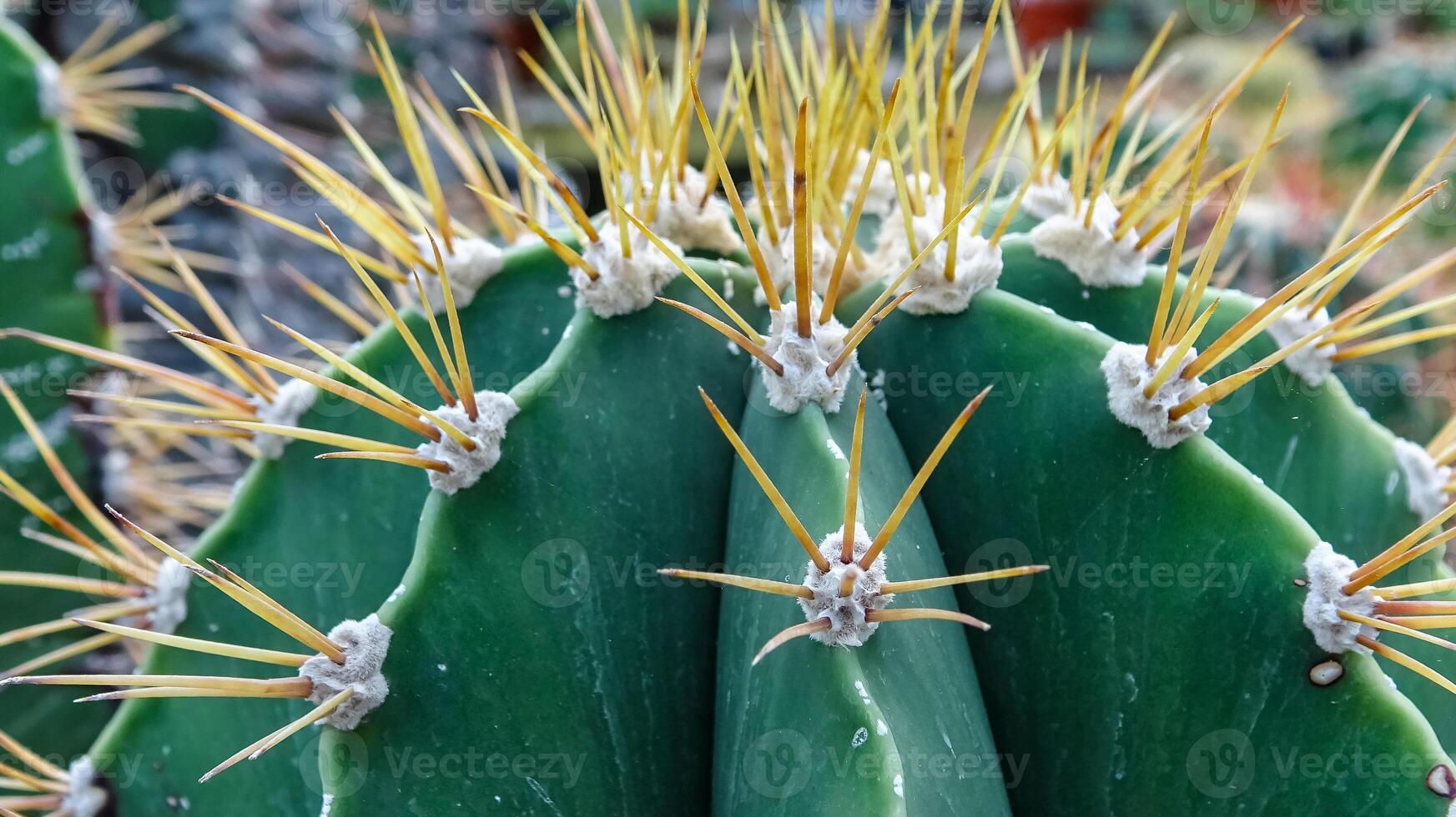 Echinocactus sp., cactus in the collection with wavy ribs, close-up photo