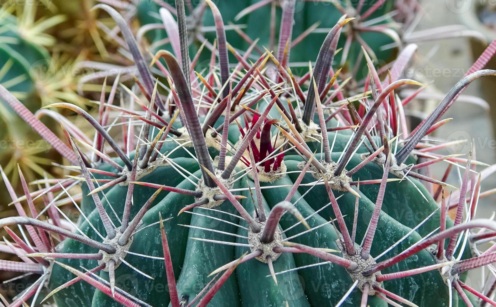 Ferocactus sp., cactus in the collection with wavy ribs, close-up photo