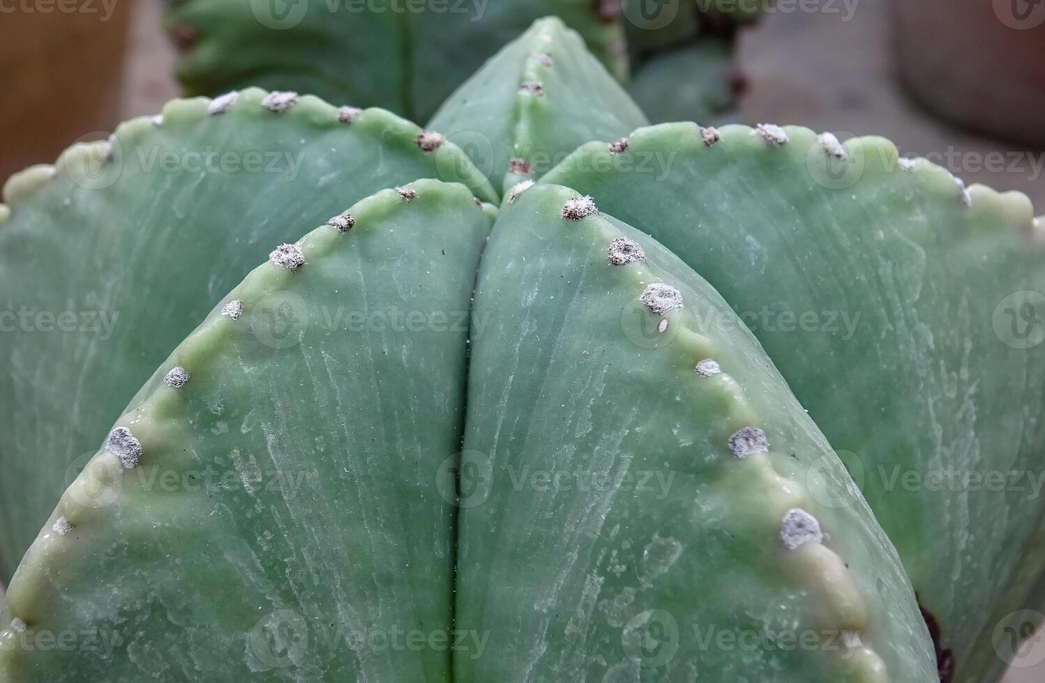 Close-up, cactus Astrophytum sp., in the collection photo