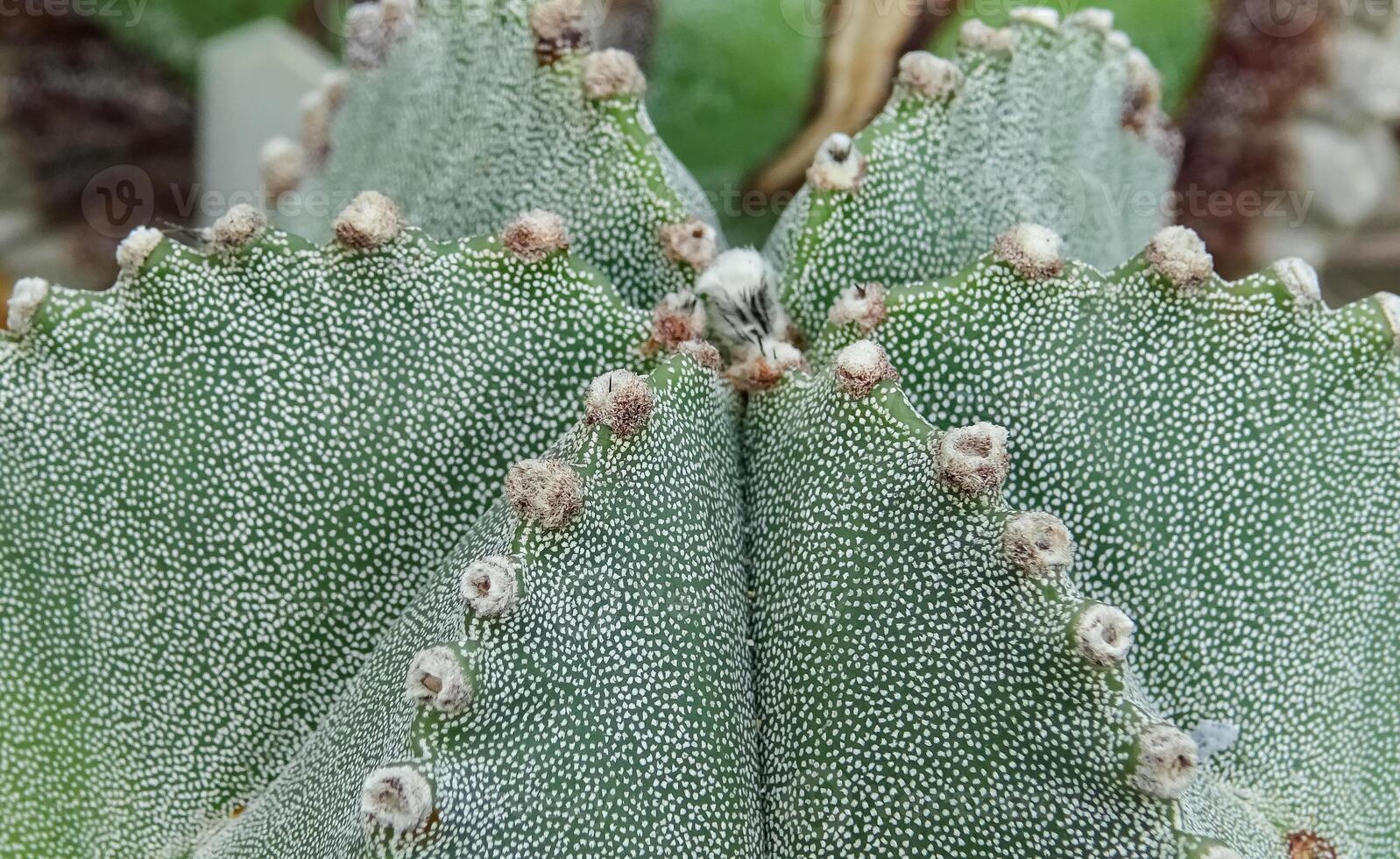 Close-up, cactus Astrophytum sp., in the collection photo