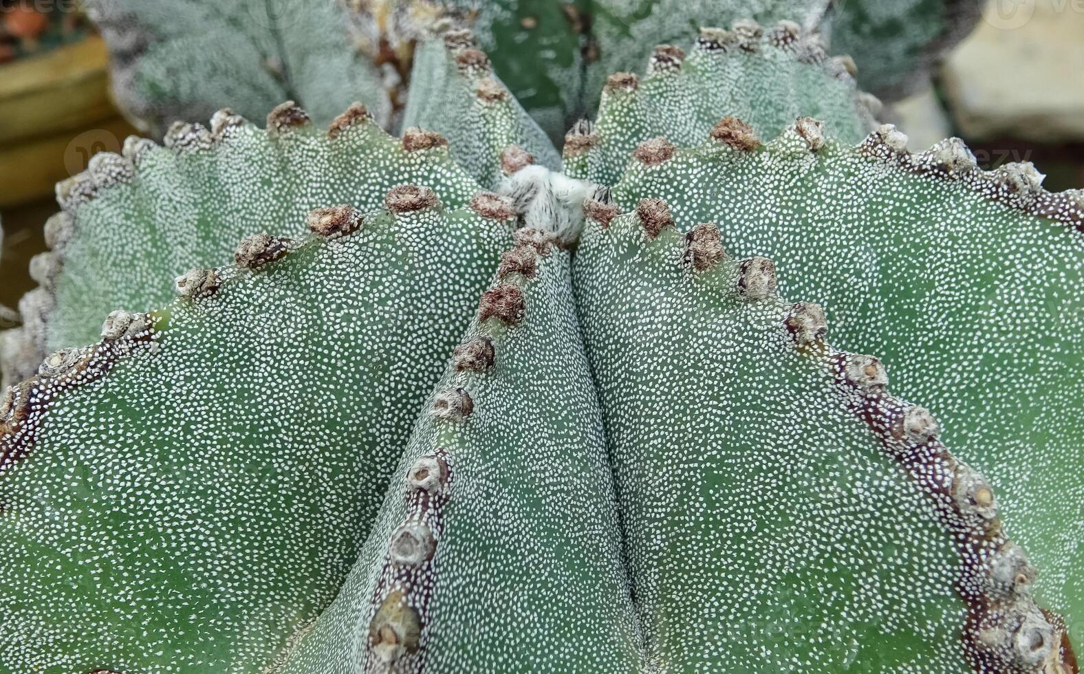 Close-up, cactus Astrophytum sp., in the collection photo