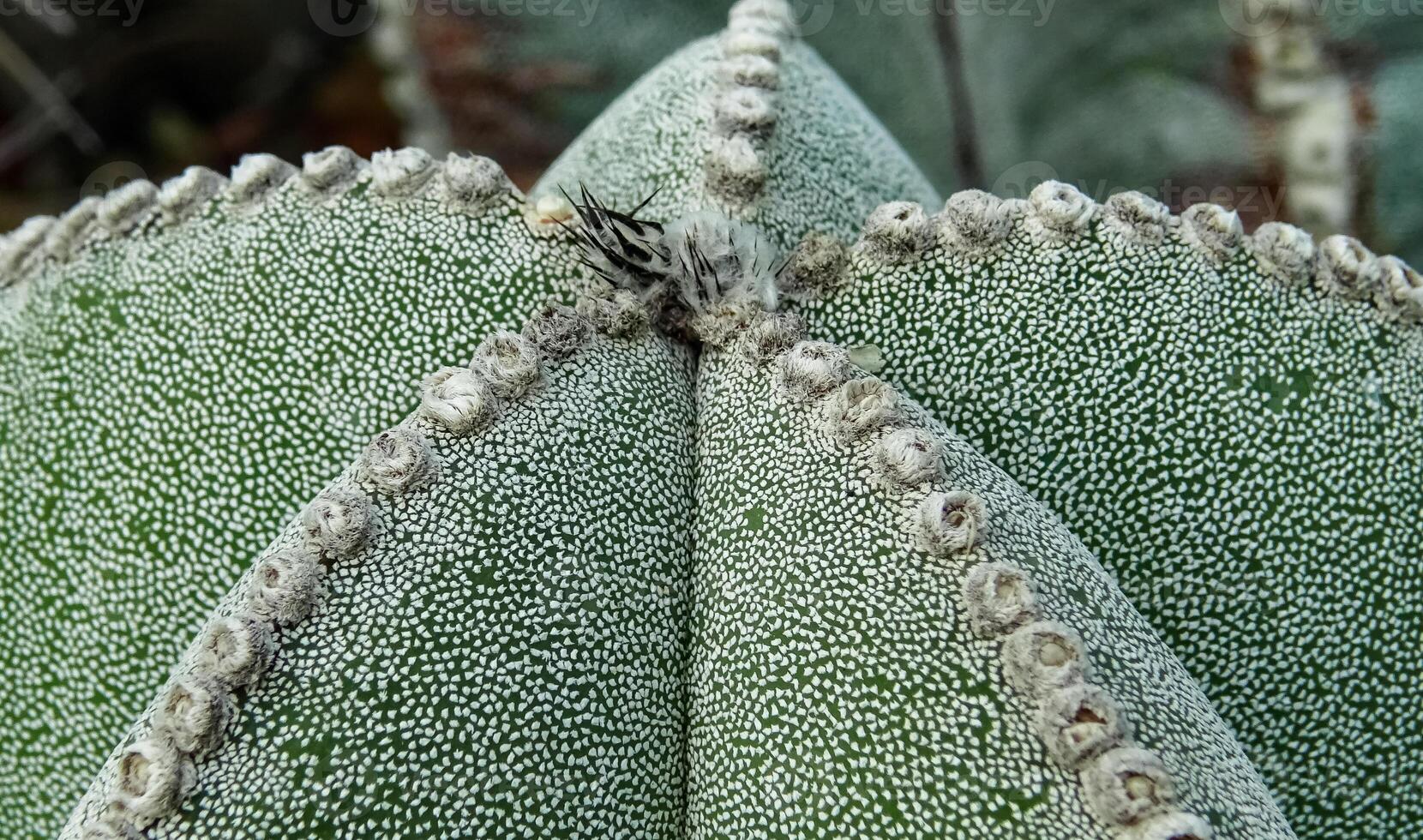 Close-up, cactus Astrophytum sp., in the collection photo