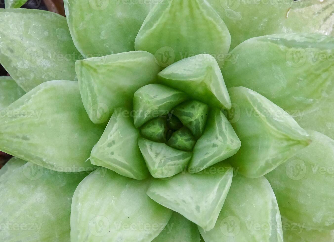 Haworthia cuspidata, succulent succulent plant in botanical garden collection photo