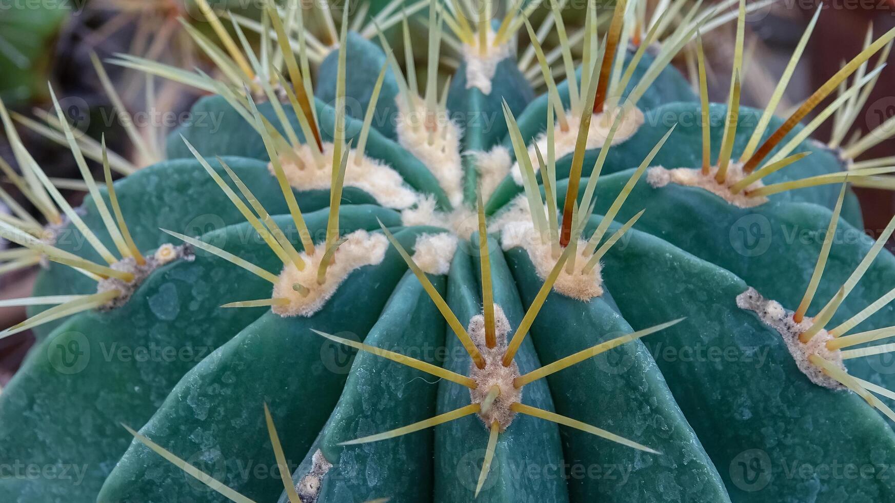 Echinocactus sp., cactus in the collection with wavy ribs, close-up photo