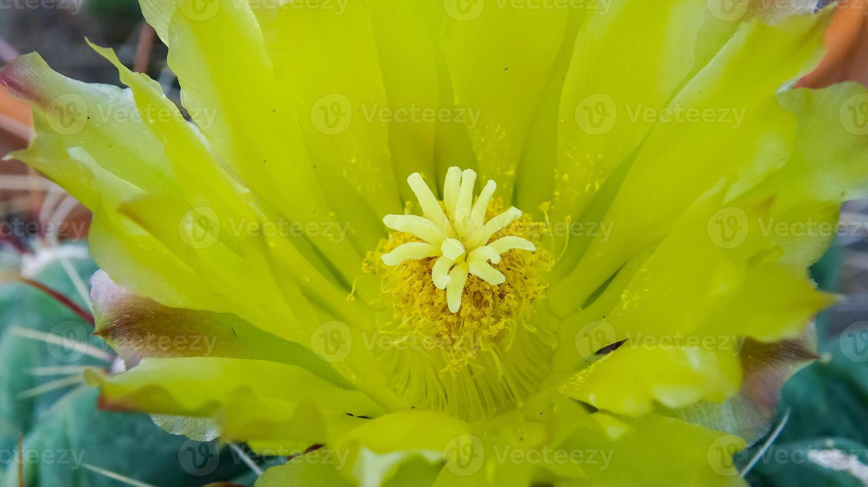 Ferocactus hamatacanthus, blooming large cactus in the collection, close-up photo
