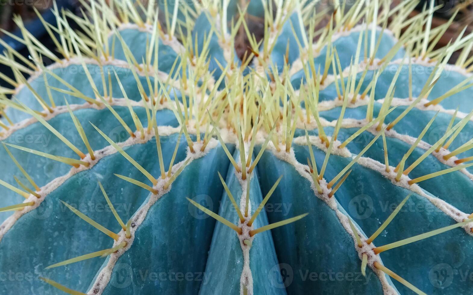 Echinocactus sp., cactus in the collection with wavy ribs, close-up photo