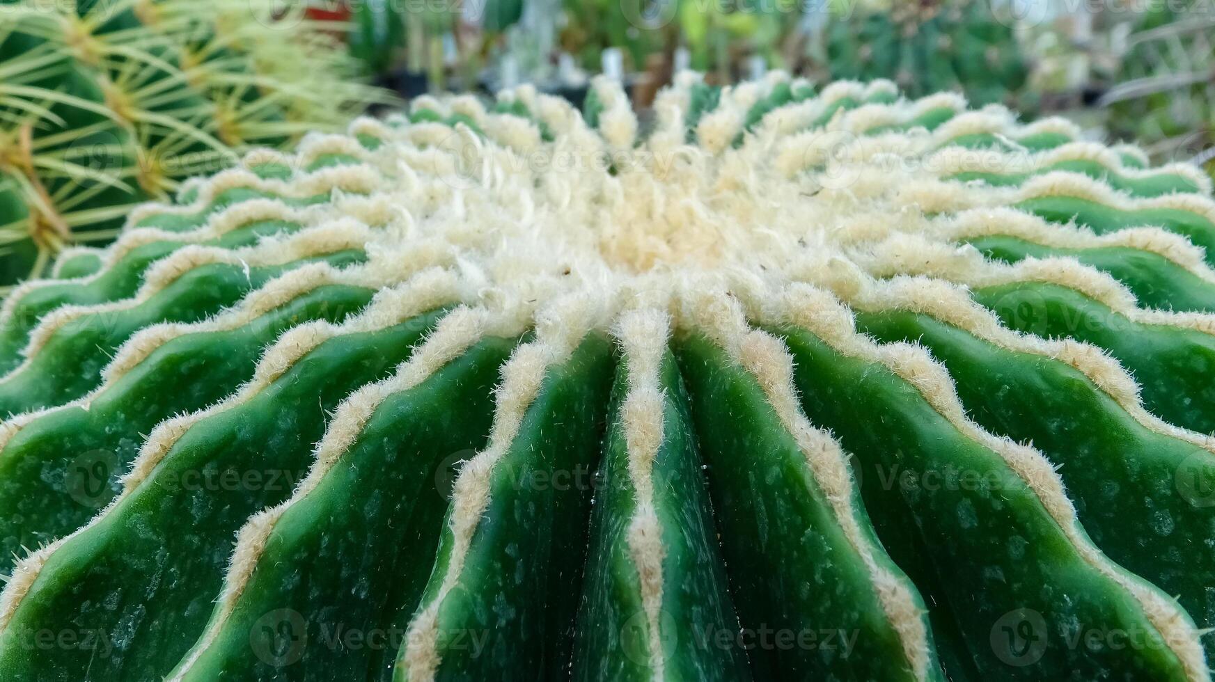 Echinocactus Grusonii, juicy large cactus without thorns in the collection, close-up photo