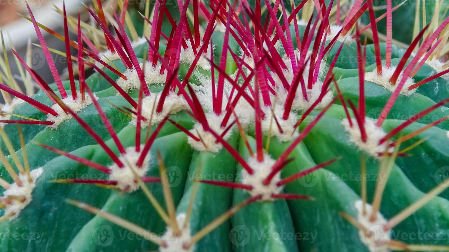 Ferocactus sp., cactus in the collection with wavy ribs, close-up photo