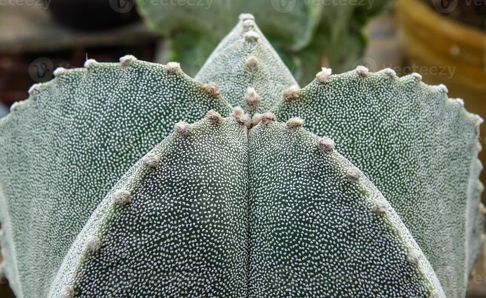 Close-up, cactus Astrophytum sp., in the collection photo