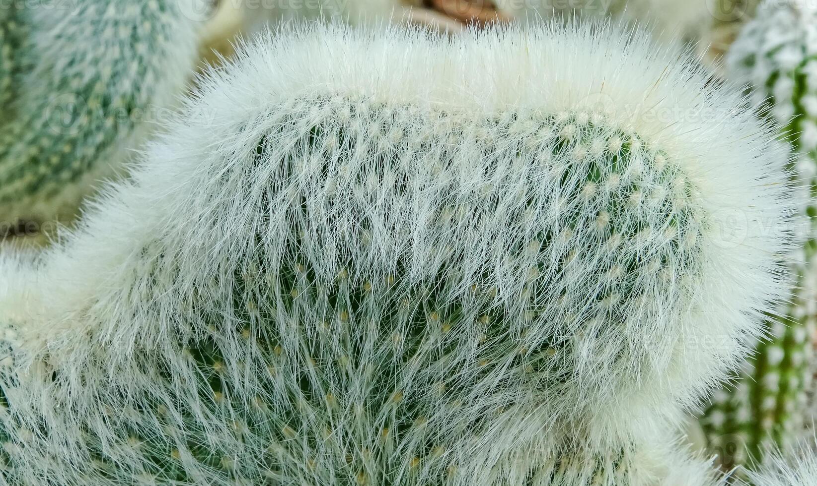Cleistocactus strausii, crested form of cactus in the collection, close-up photo