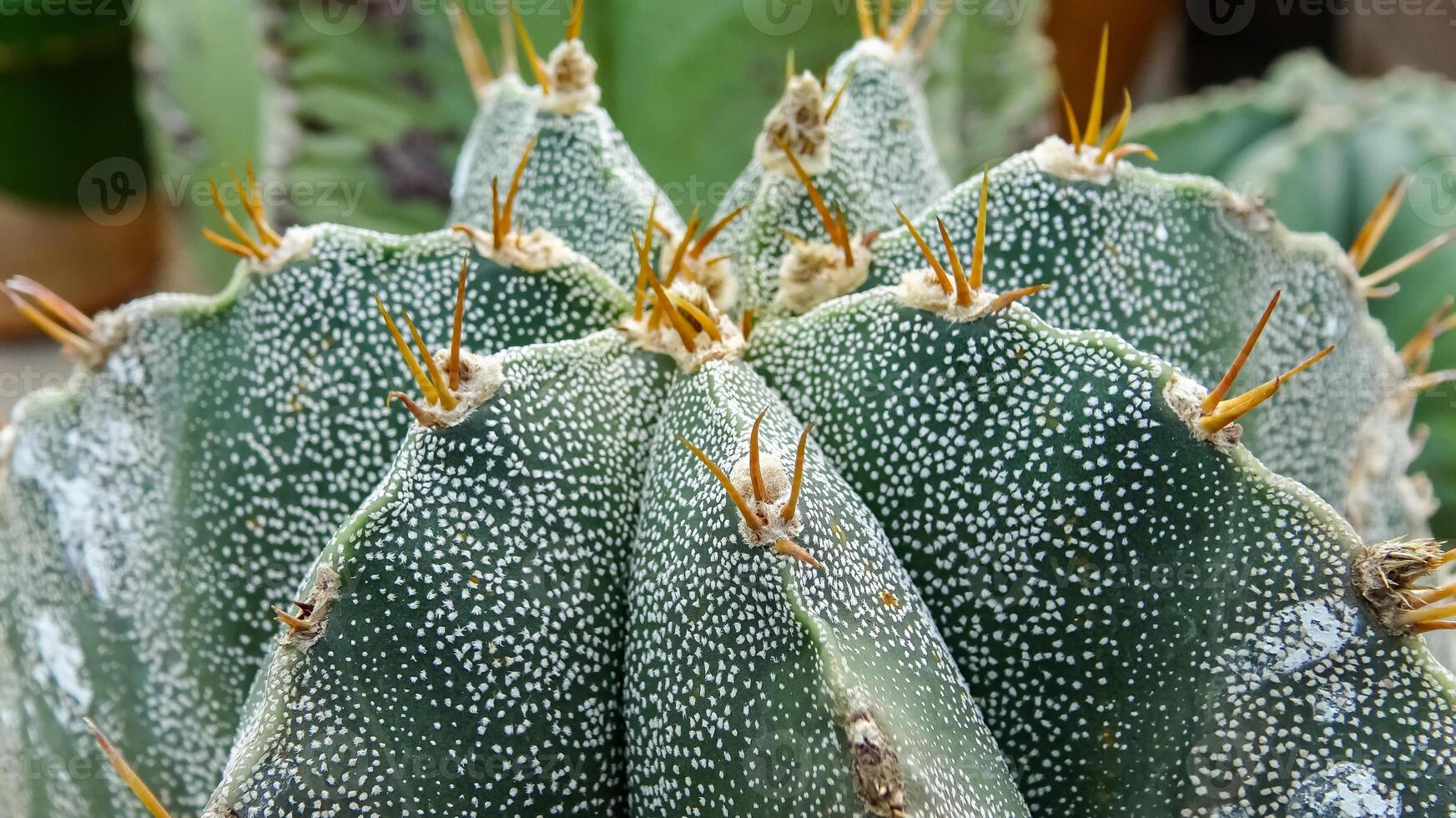 Close-up, cactus Astrophytum sp., in the collection photo