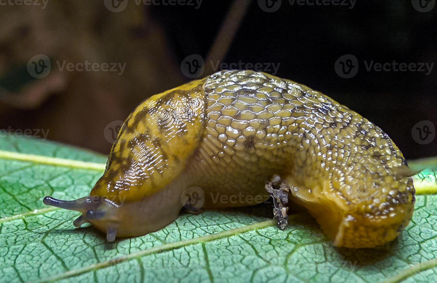 Slug, or land slug crawls at night after rain in search of food photo