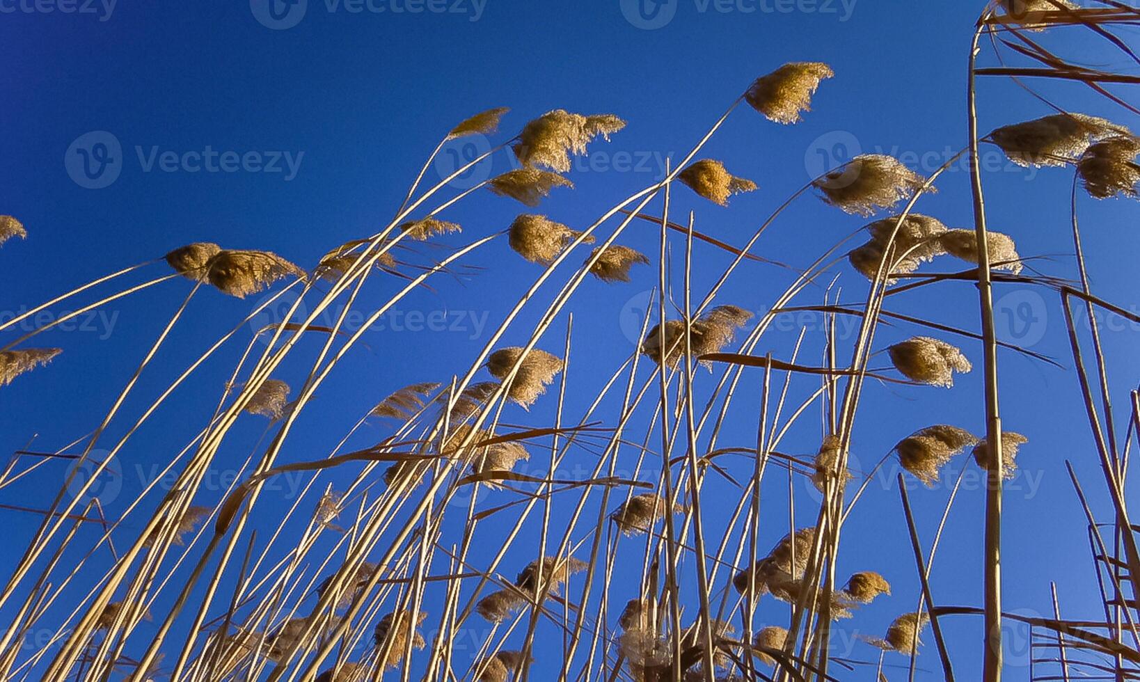 Phragmites australis, the common reed against the blue sky photo