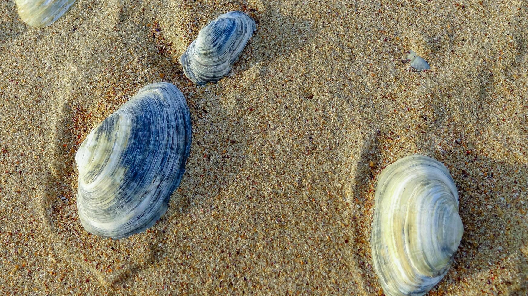 Mya arenaria - shells of a bivalve mollusk - an invader in the Black Sea photo