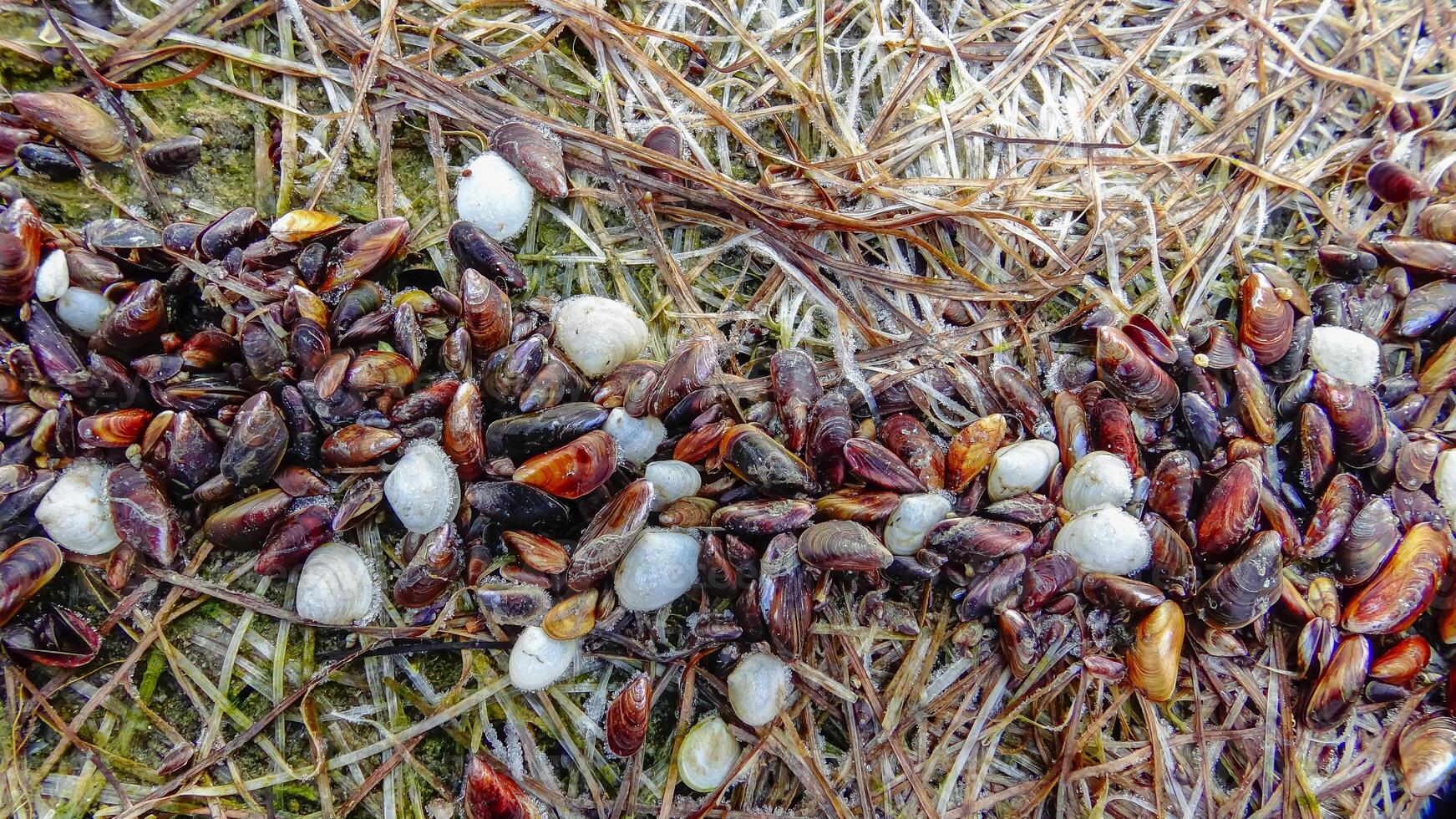 Shells of marine bivalve mollusks in storm discharges - Monodacna sp., Cerastoderma sp., Mytilaster lineatus photo