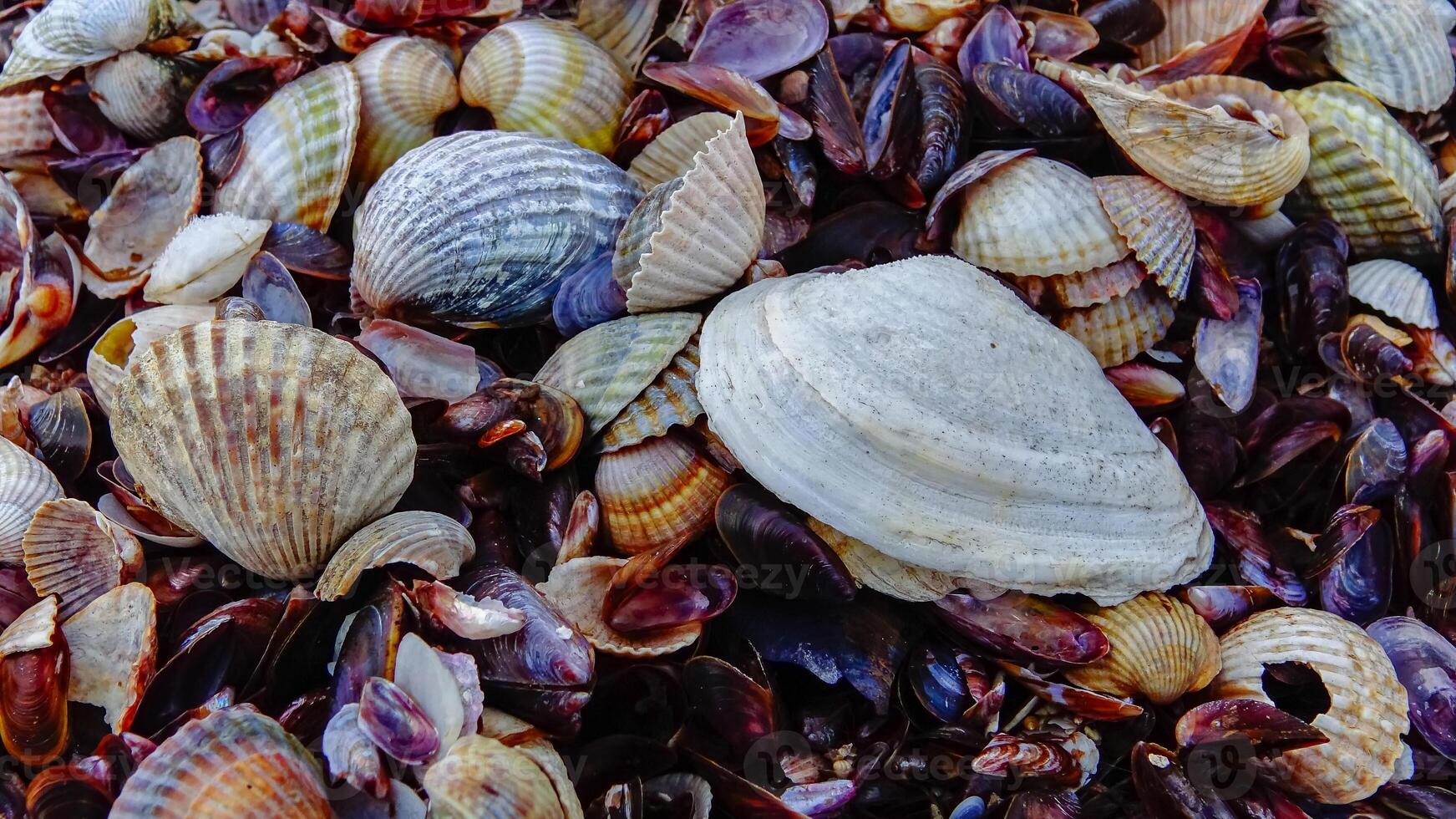 Shells of marine bivalve mollusks in storm discharges on the shore - Mya arenaria, Monodacna sp., Mytilaster lineatus. photo
