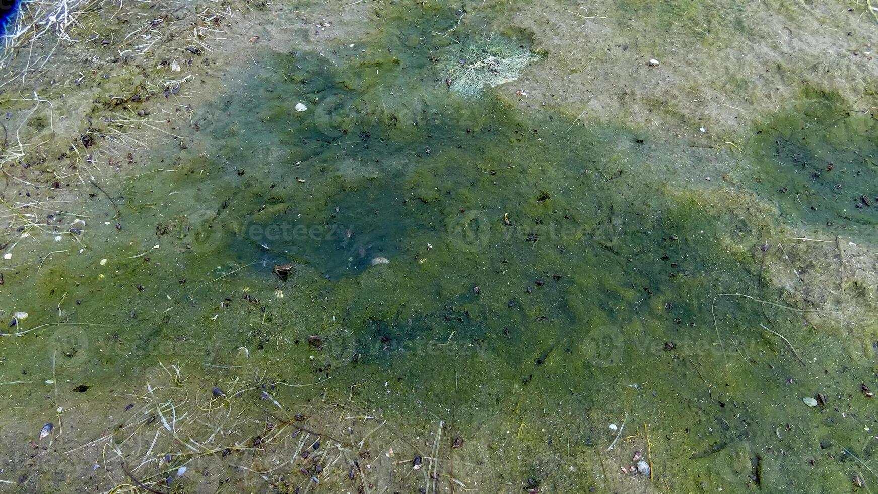 Flowering of unicellular algae on the sand on the shore of the frozen Tiligul estuary photo