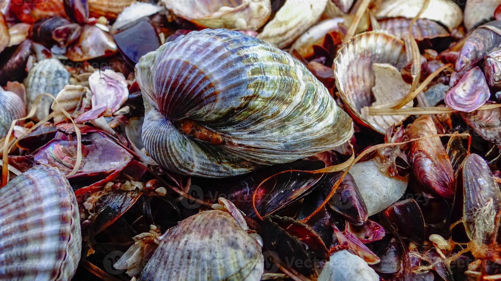 Shells of marine bivalve mollusks in storm discharges - Monodacna sp., Cerastoderma sp., Mytilaster lineatus photo