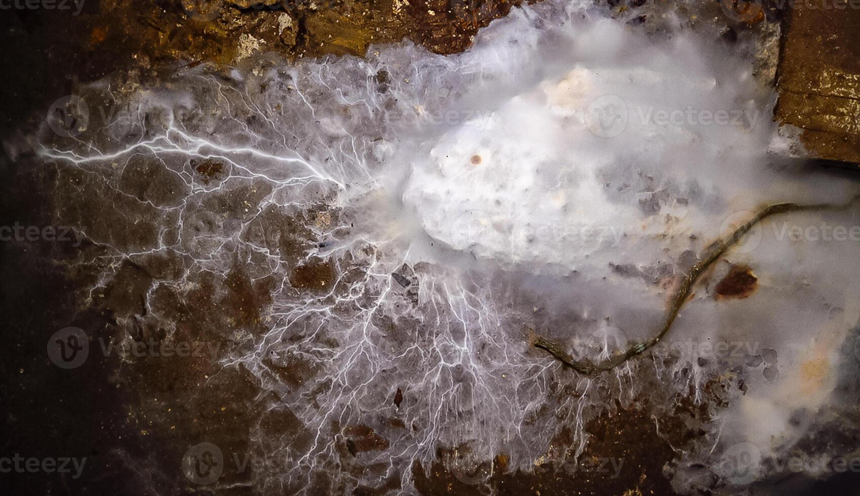 Overgrown colonies of mold fungi Ascomycetes on rotten organic matter photo