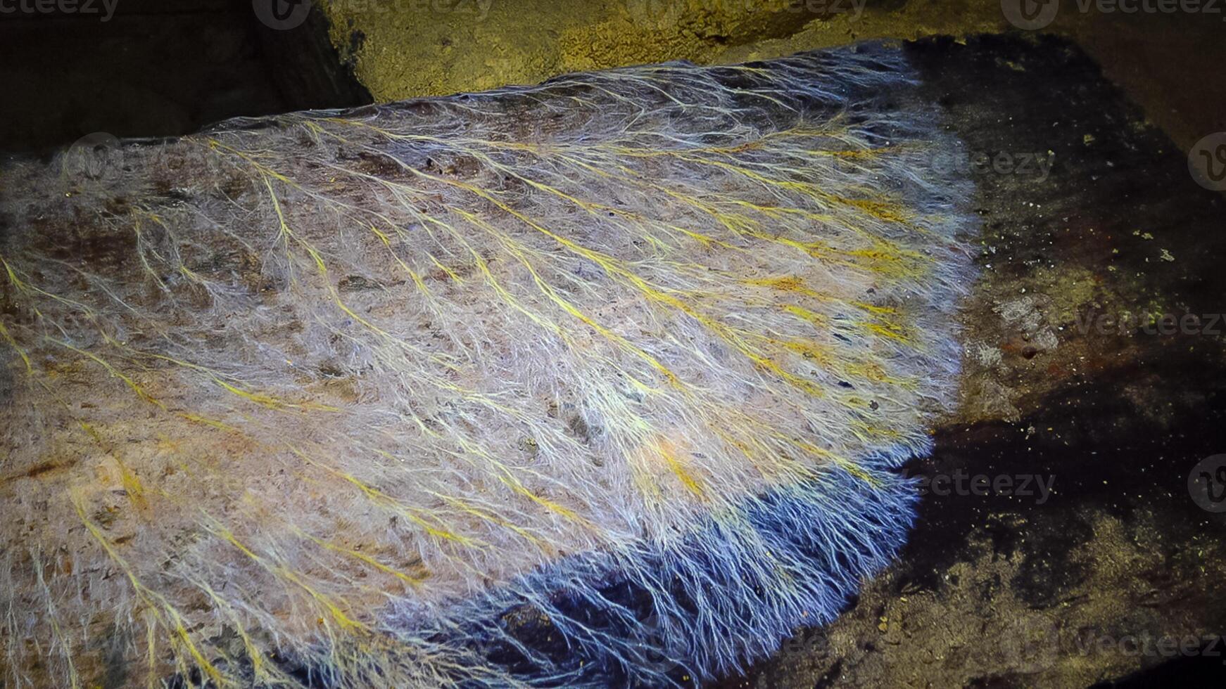 Overgrown colonies of mold fungi Ascomycetes on rotten organic matter photo