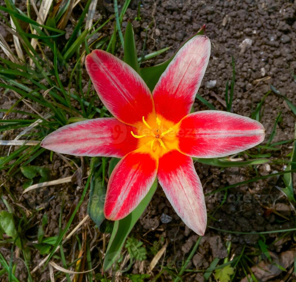 Bright red miniature blooming tulips with narrow leaves in the garden photo
