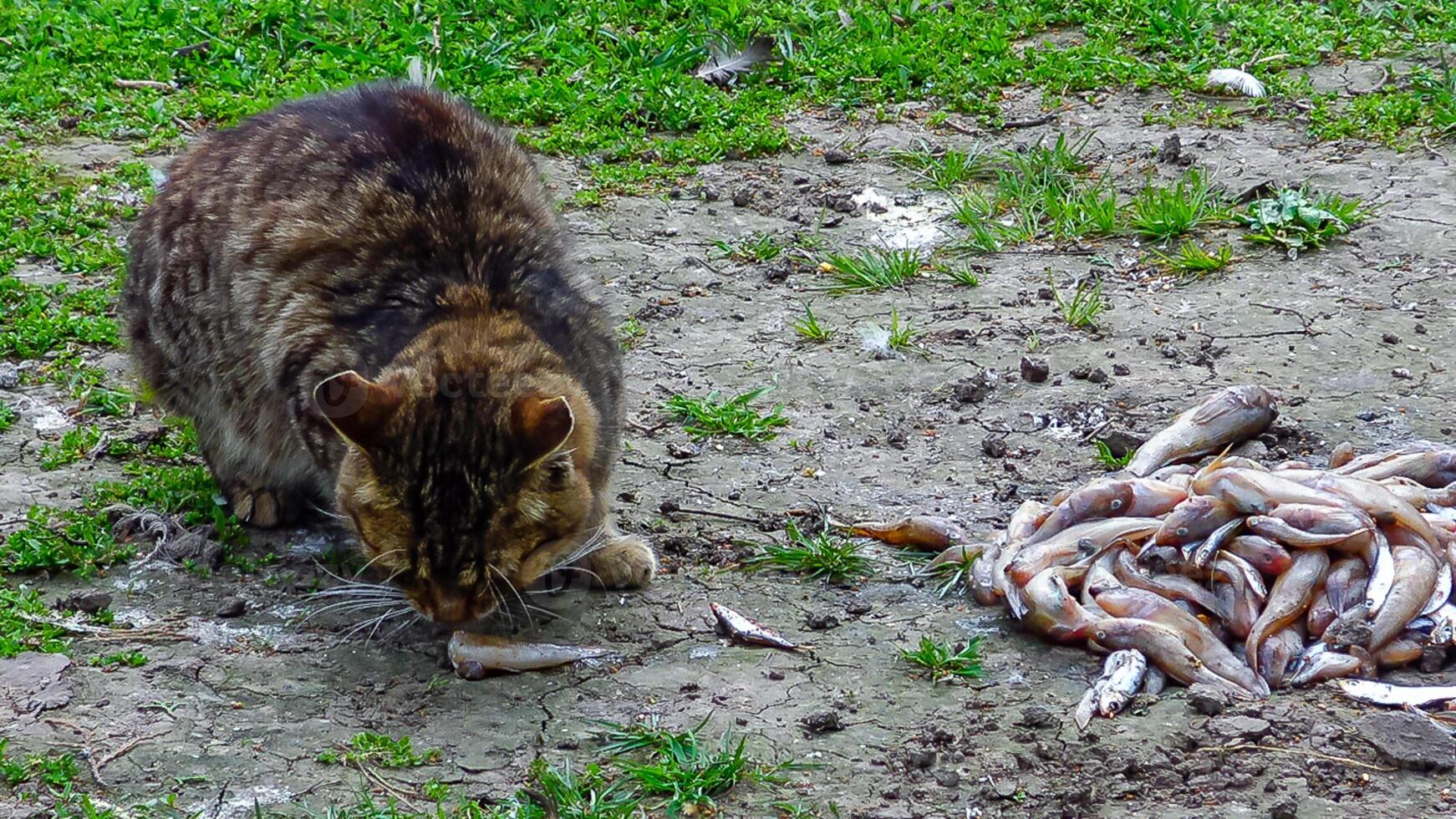 Domestic gray cat eats small fish, gobies photo