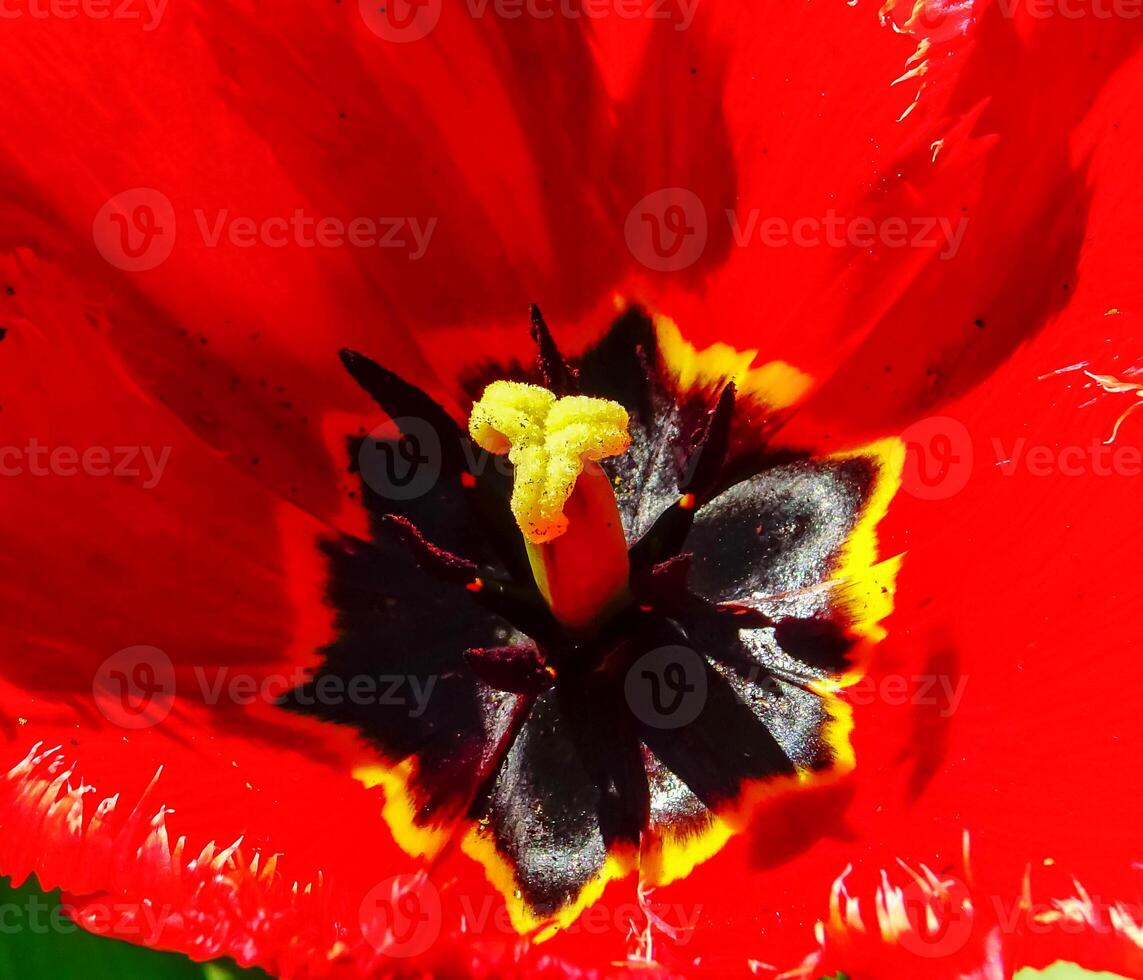 Close-up, Red tulips with black stamens in the botanical garden, Odessa photo