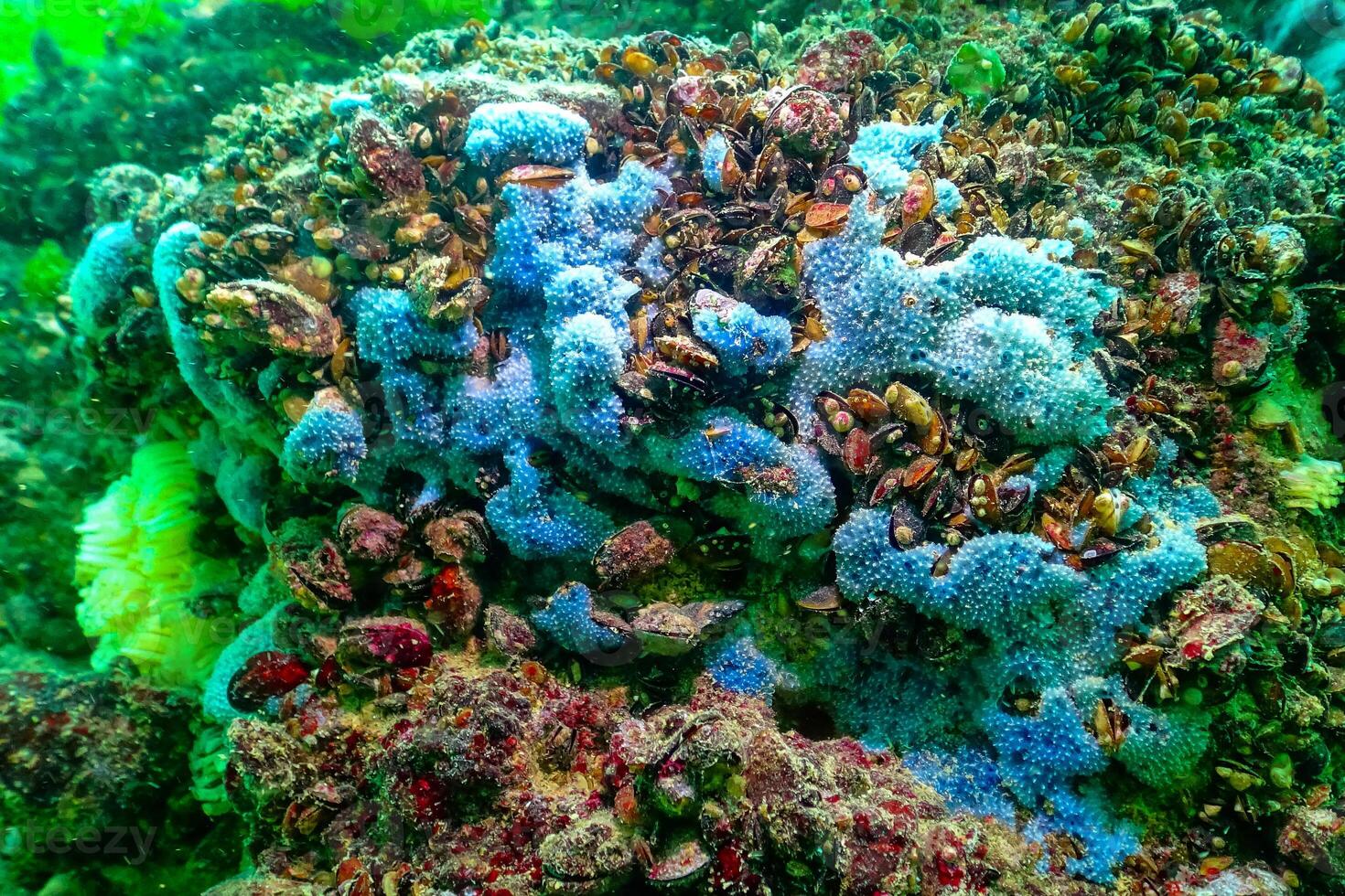 Sea sponges in underwater caves in Bulgaria, Fauna of the Black Sea photo