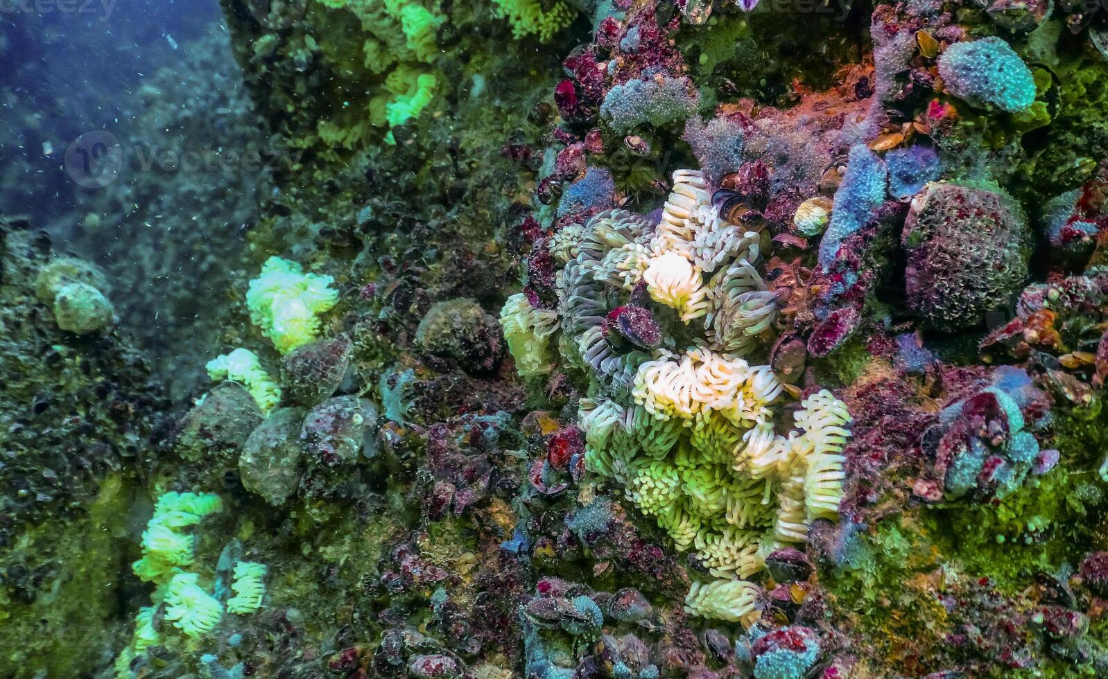 Cocoons of the predatory mollusk Rapana venosa, the invader in the Black Sea photo