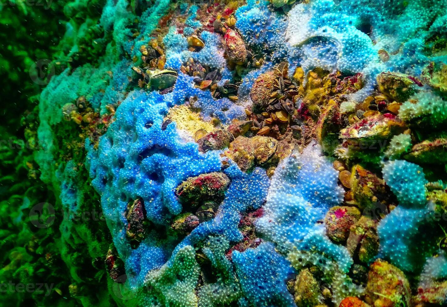 Sea sponges in underwater caves in Bulgaria, Fauna of the Black Sea photo