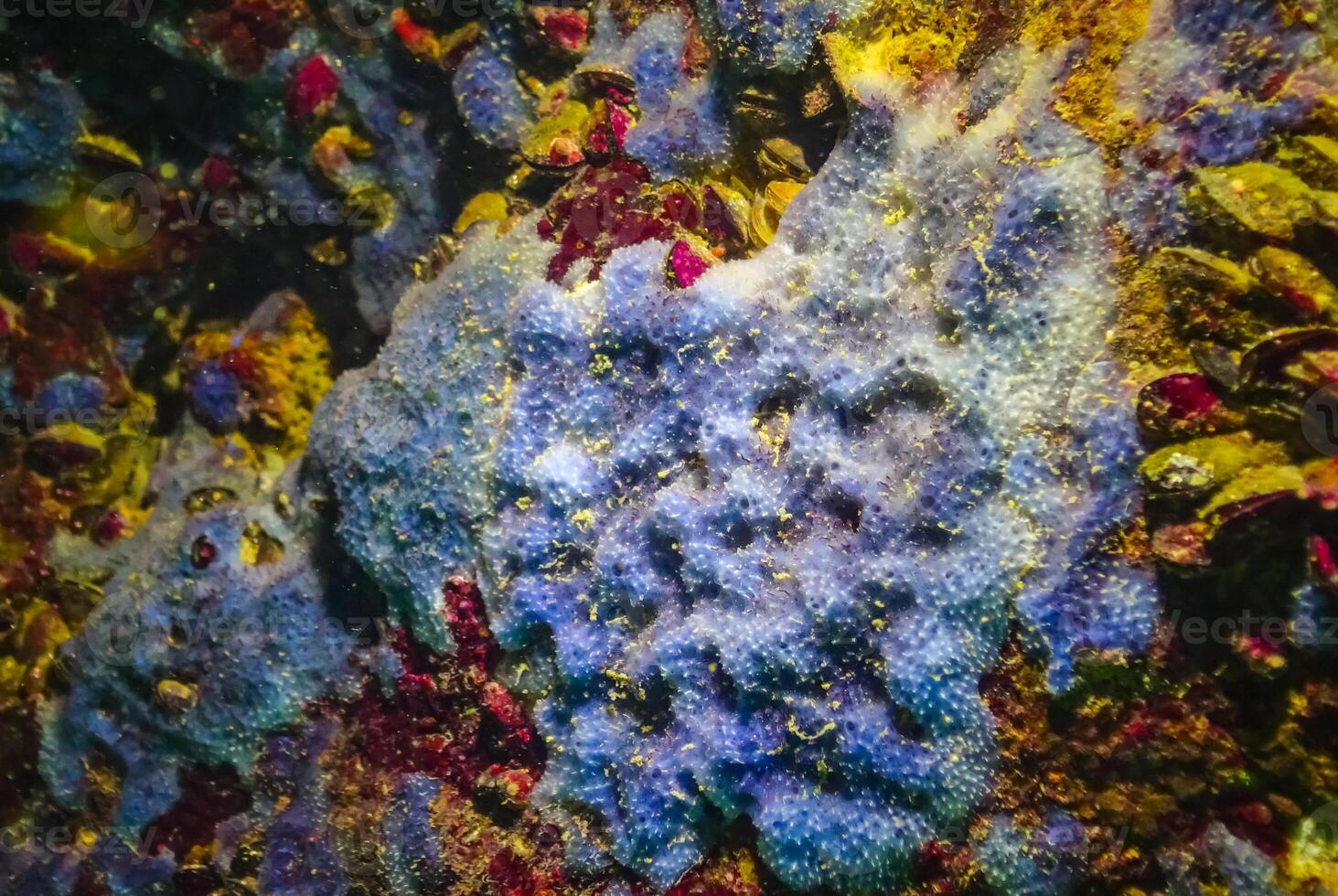 Sea sponges in underwater caves in Bulgaria, Fauna of the Black Sea photo