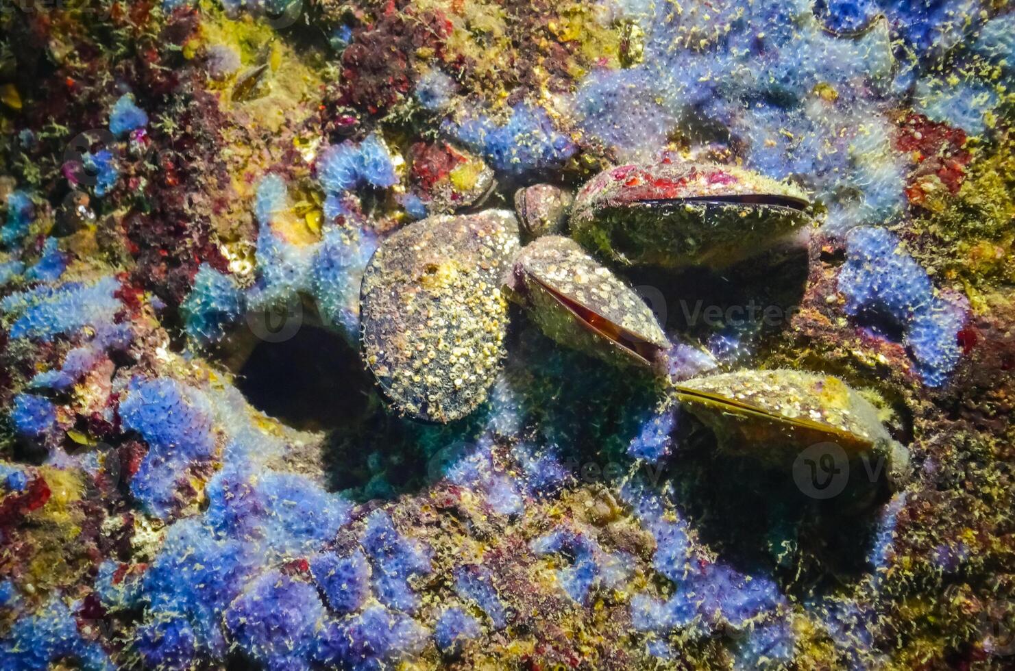 Mytilus galloprovincialis and Sea sponges in underwater caves in Bulgaria photo