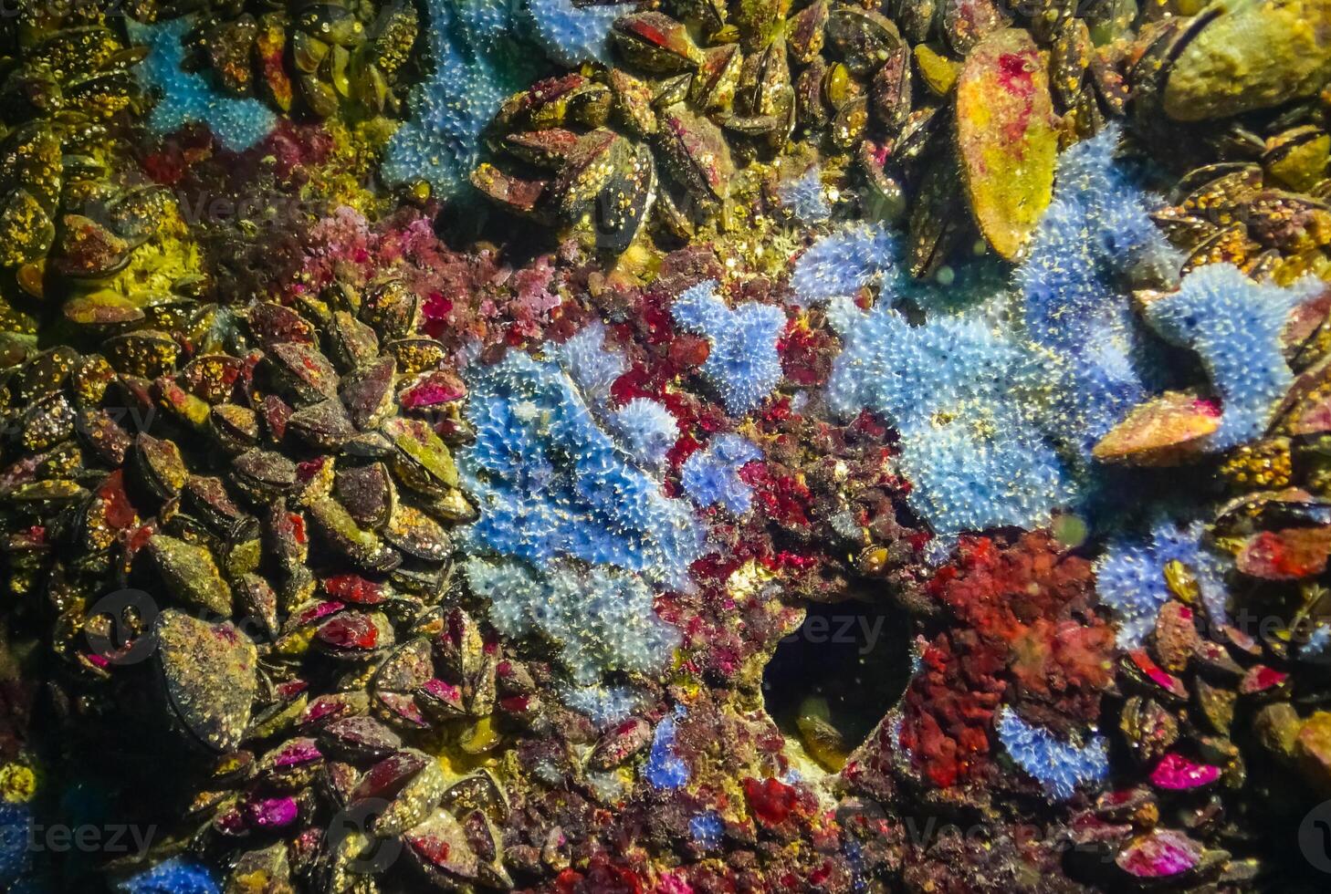 Sea sponges in underwater caves in Bulgaria, Fauna of the Black Sea photo