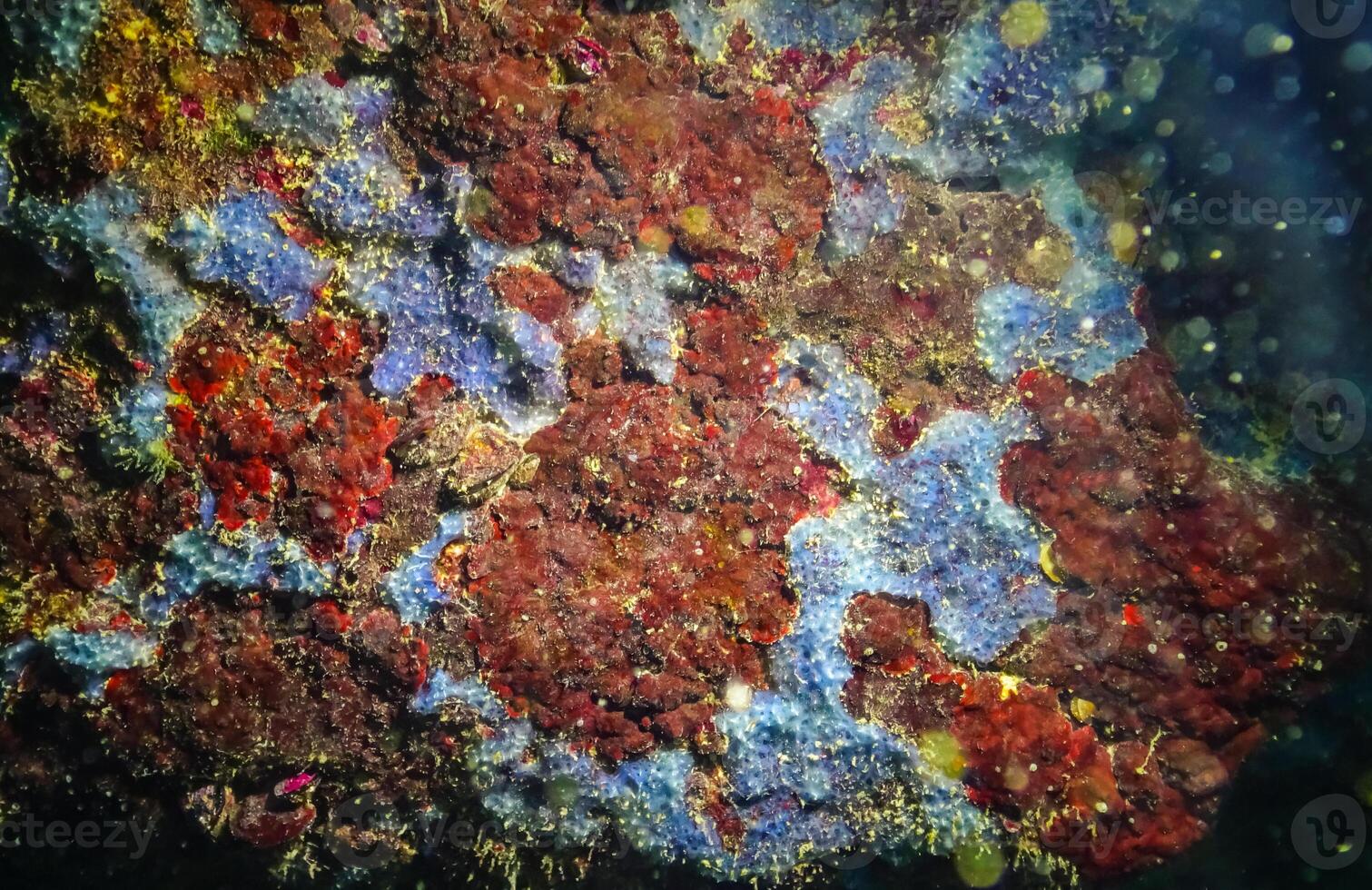 Algae and Sea sponges in underwater caves in Bulgaria, Fauna of the Black Sea photo