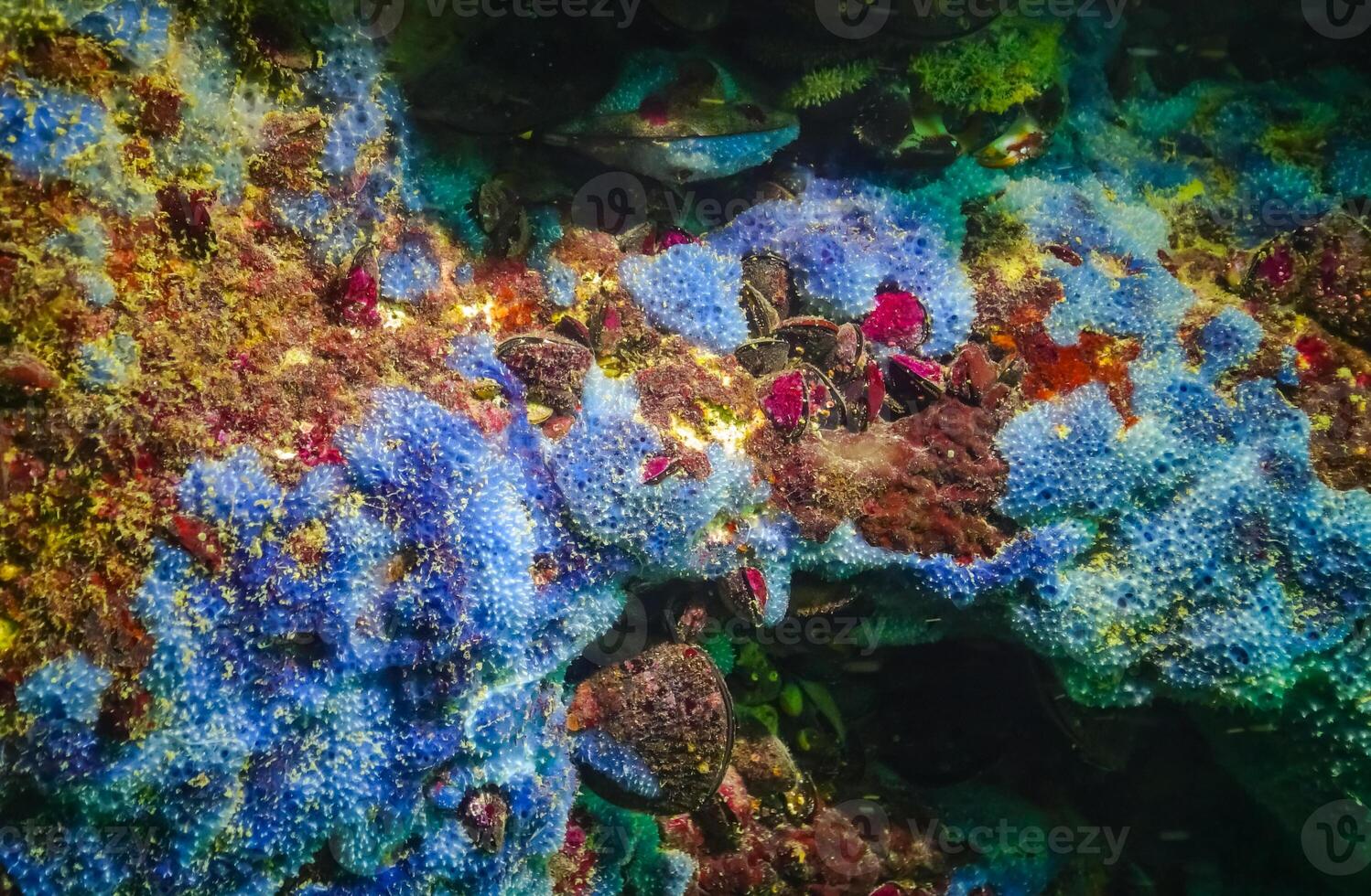 Sea sponges in underwater caves in Bulgaria, Fauna of the Black Sea photo