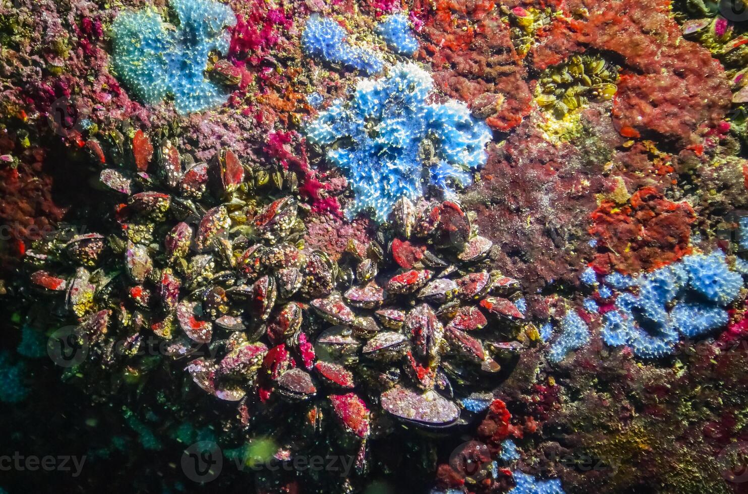Sea sponges in underwater caves in Bulgaria, Fauna of the Black Sea photo